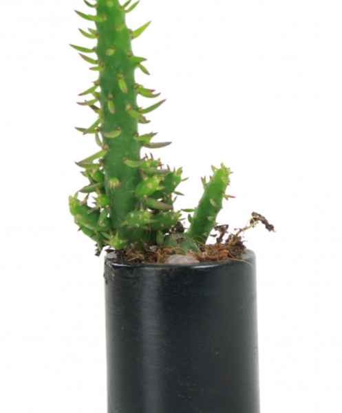 Mini Çiçek Saksı Küçük Sukulent Siyah Kaktüs Saksısı Düz Yuvarlak Model